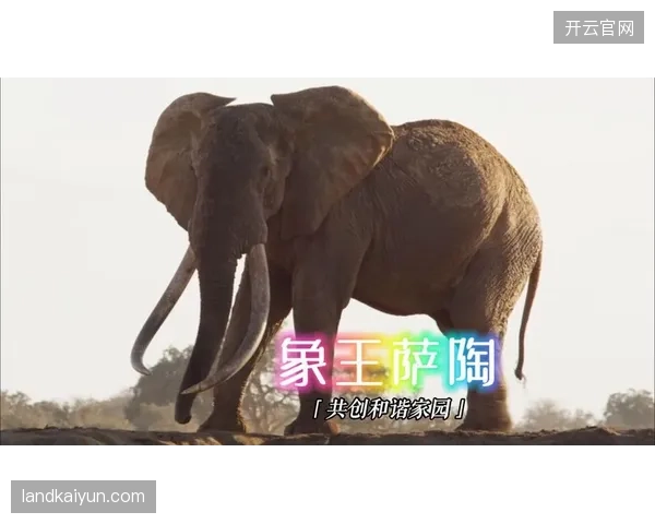 攻击手珀西·陶将凭借其在非洲顶级俱乐部积累的经验，为南非队前场注入创造力与变数。